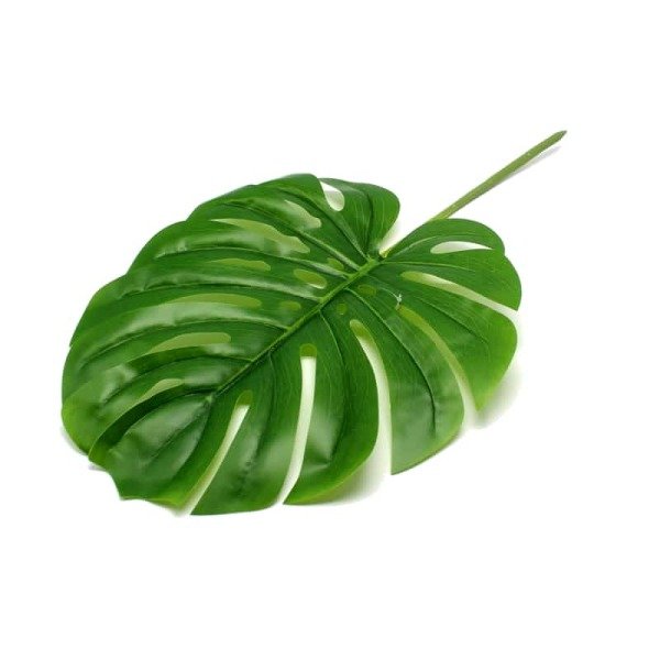 Kit 12 Folhas Costela De Adao Artificial Folhas Largas E Grandes Verde Madeiramadeira