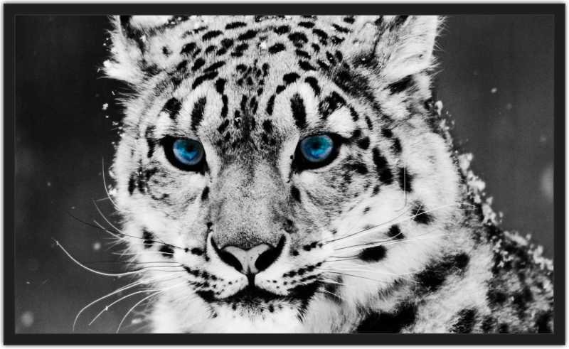 Quadro Decorativo Tigre Preto E Branco Com Moldura Salas Madeiramadeira